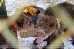   В Витебском зоопарке после зимней спячки проснулись медведицы  