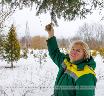 Из маленького семечка и крохотного черенка… Побывали в питомнике декоративных растений ГП «Витебский Зеленстрой»