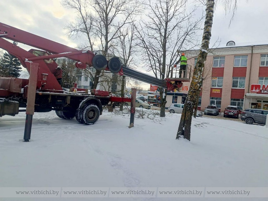 С начала февраля в Витебске ведутся работы по санитарной и формовочной обрезке, удалению аварийных деревьев