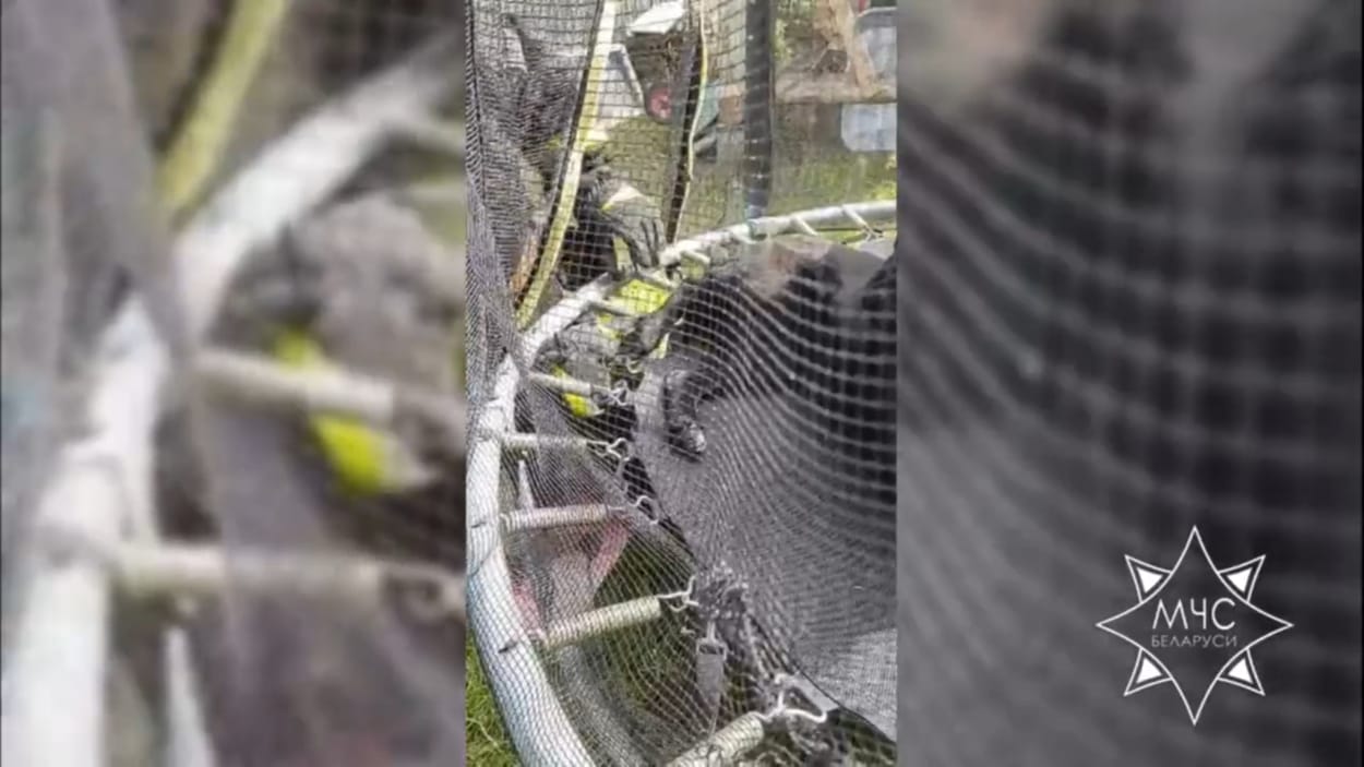 В Витебске спасатели помогли собаке, чья лапа застряла в пружине детского батута