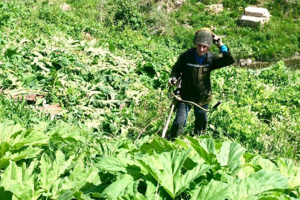 Витебчан призывают активнее бороться с инвазивными растениями — борщевиком Сосновского и золотарником канадским