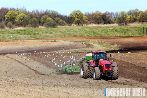 В Витебской области посеяно 38% от плана зерновых и зернобобовых