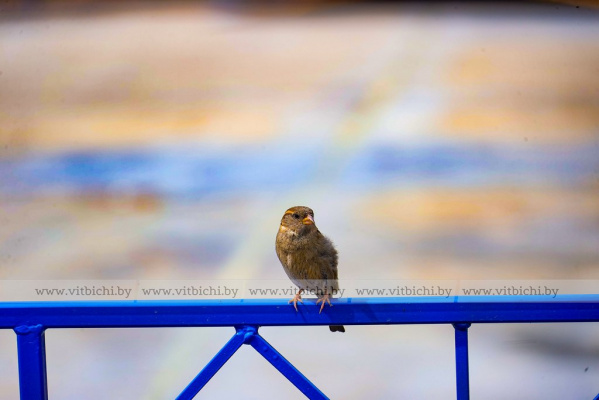 Среднесуточная температура ниже нормы: какая погода ждет Витебск в ближайшие дни