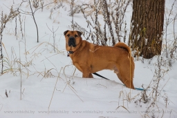 Где можно выгуливать собак, что входит в обязанности владельцев животных и нужен ли питомцу «паспорт»?