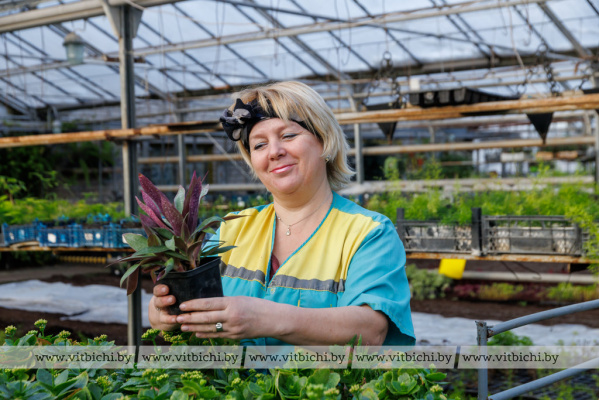 Для яркого убранства Витебска: «Зеленстрой» раскрыл планы на цветочный сезон