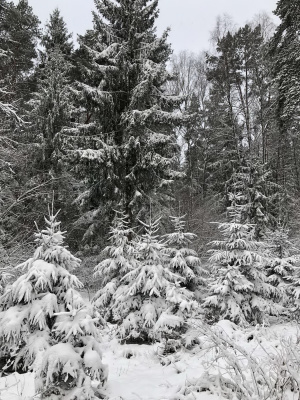 Ёлок хватит всем: Суражский лесхоз планирует реализовать к Новому году около 800 елей
