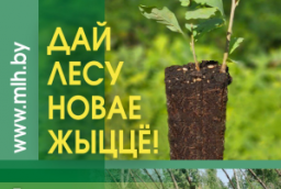 “Дай лесу новае жыццё!”: около 300 профактивистов Витебской области примут участие в республиканской акции