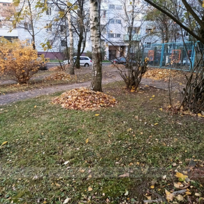 Осенний марафон чистоты: коммунальщики собрали 1670 кубометров опавшей листвы в Витебске