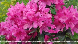 Грозы и порывистый ветер ожидаются в Беларуси 2 июня