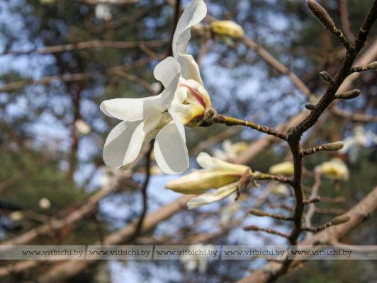 Самая красивая новость дня. В Витебске в ботаническом саду зацвела магнолия