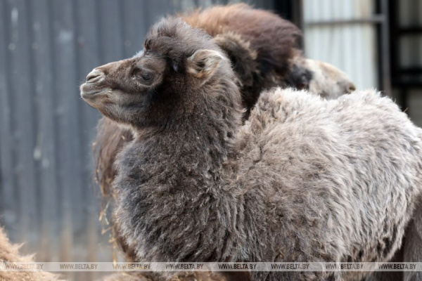 Впервые в Витебском зоопарке родился верблюжонок