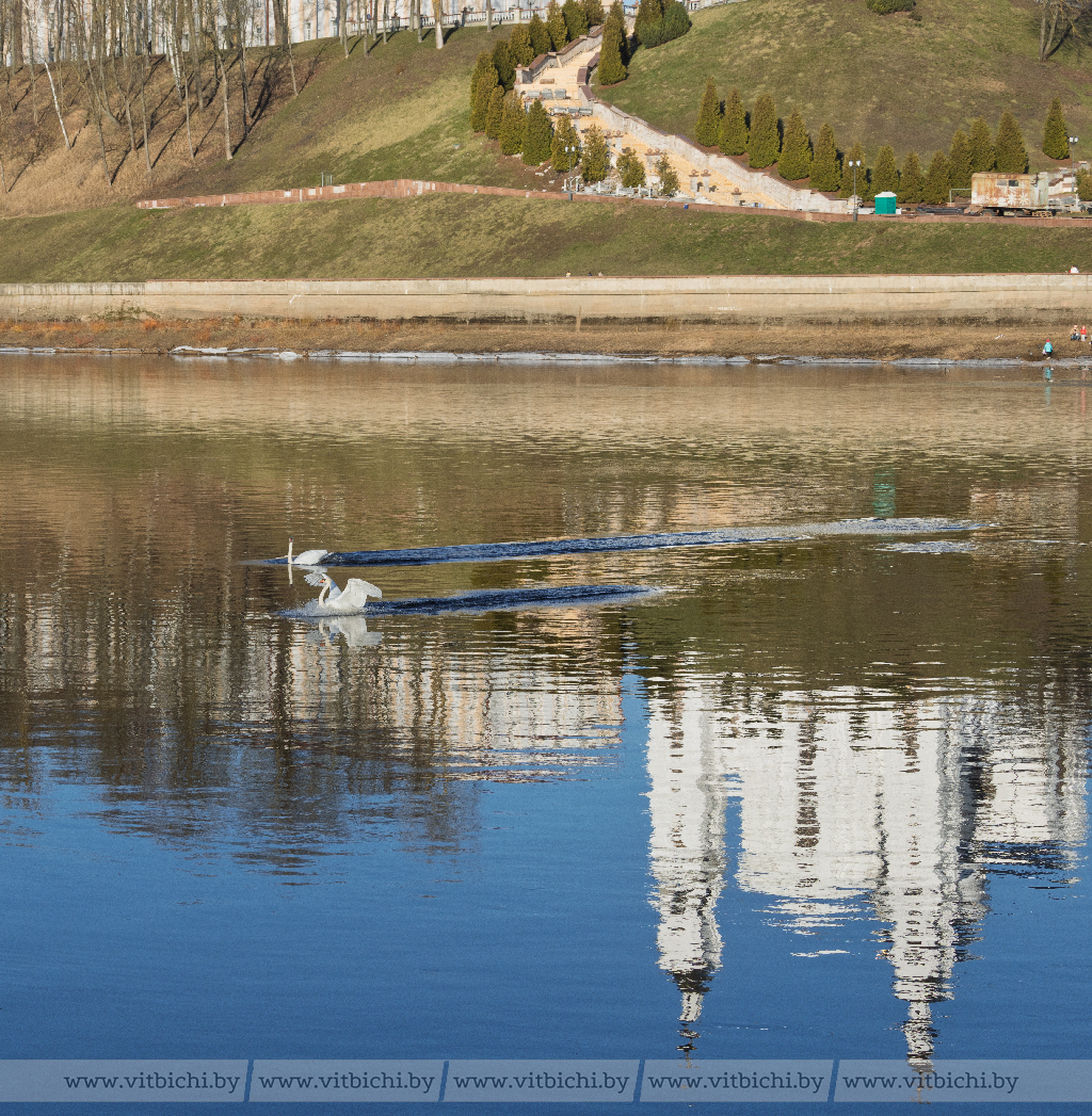 Настоящая весна! В Витебске на реке Западная Двина заметили лебедей — Фотофакт
