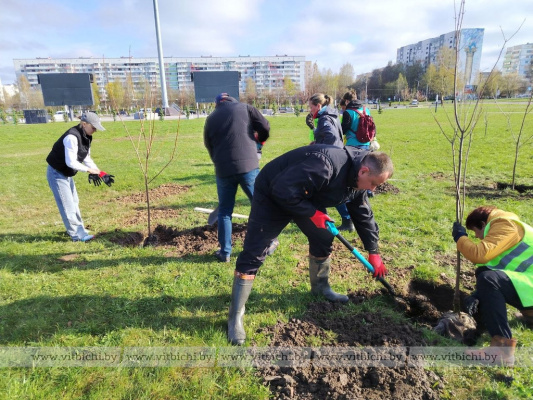 Кленовая аллея появилась у витебского Дворца спорта в рамках республиканского субботника