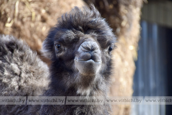 Медведи, еноты и верблюды: как встречают весну обитатели Витебского зоопарка