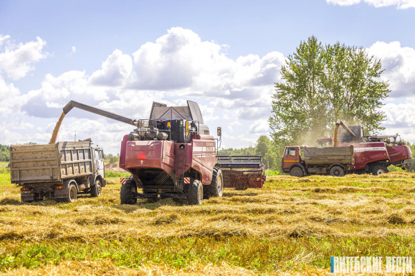 Сегодня в Витебской области будет намолочена миллионная тонна зерновых и зернобобовых культур вместе с рапсом