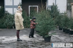 Елочные базары в Витебской области начнут работу 16 декабря