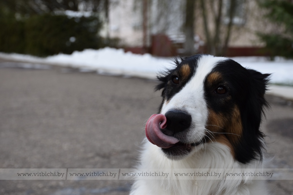 Австралийская овчарка Фанта из Витебска покорила пользователей TikTok