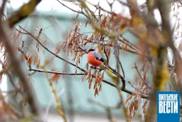 Гололедица, ветер и до +3°С ожидается в Витебске 18 декабря