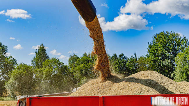 706 тыс. т зерна намолочено в Витебской области на утро 28 августа