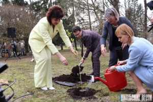 В Витебске высадили саженец знаменитого Тополя Победы