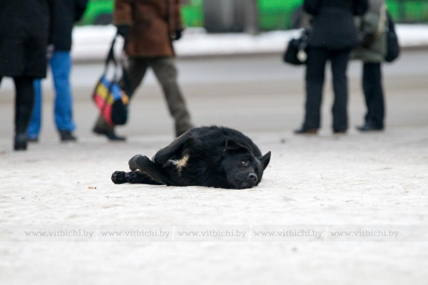 7 февраля в Витебске состоится благотворительная акция «ДАРИТЕ НАДЕЖДУ» в помощь приюту «Добрик»