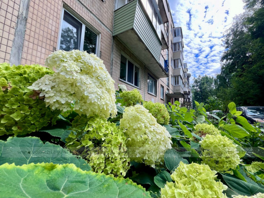 Глаза боятся, а руки делают: как простые жители создают уют во дворах Витебска