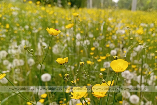 Каким будет лето на Витебщине после капризной весны — что говорят синоптики