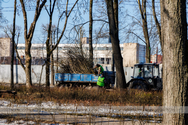 В Витебске продолжается санитарная и формовочная обрезка зеленых насаждений