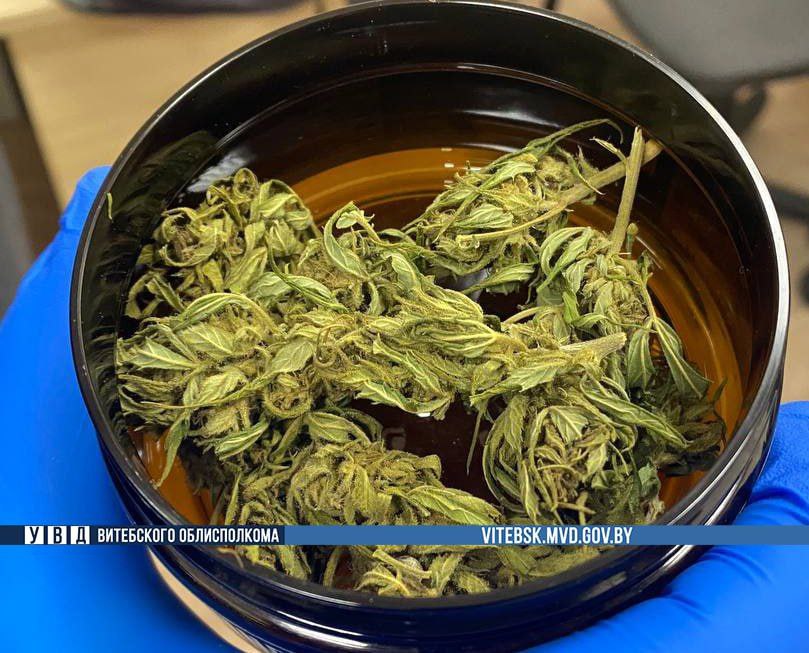 Повара из Витебска задержали за хранение марихуаны
