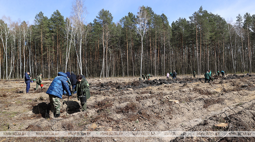 Не испугали ни холод, ни снег. В акции "Дай лесу новае жыццё" приняли участие 60 тыс. белорусов