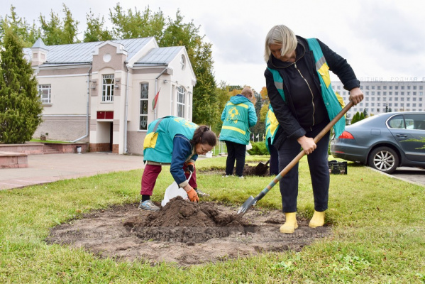 Как в Витебске готовят весенний цветочный наряд: репортаж с мест посадки тюльпанов