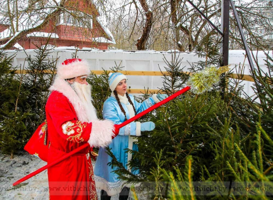 Где купить новогоднюю ёлку в Витебске: адреса, цены и график работы елочных базаров