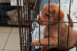 Благотворительную экскурсию в пользу приюта для бездомных животных проведут в Витебске