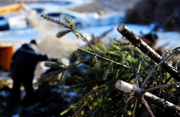 Куда выбросить елку после новогодних праздников в Витебске?