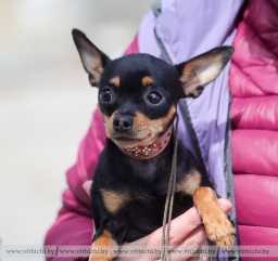 Республиканская выставка собак всех пород откроется 31 августа в Витебске