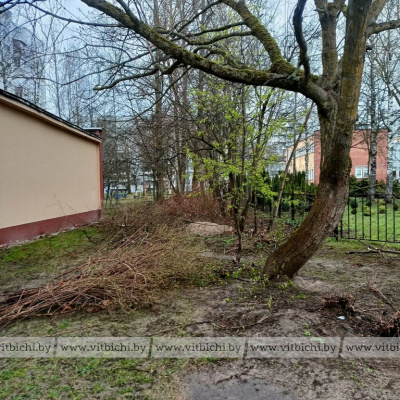 До конца апреля в Витебске продолжат обрезку и удаление аварийных деревьев