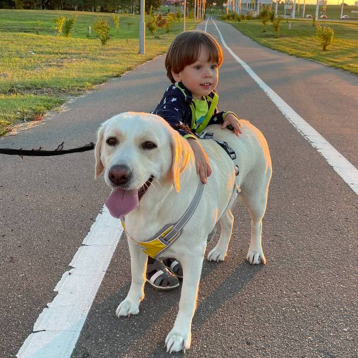 Новые правила для владельцев животных: что изменится в Беларуси с 2026 года