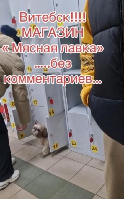 В Витебске женщина закрыла собаку в камере хранения магазина