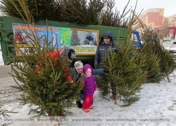 Елочные базары в Витебске заработают 20 декабря