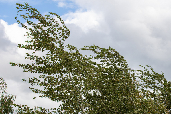 Как обезопасить себя при шквалистом ветре: рекомендации спасателей