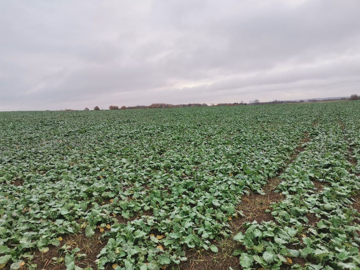 Жидкое золото: почему рапс называют «русским оливковым» маслом