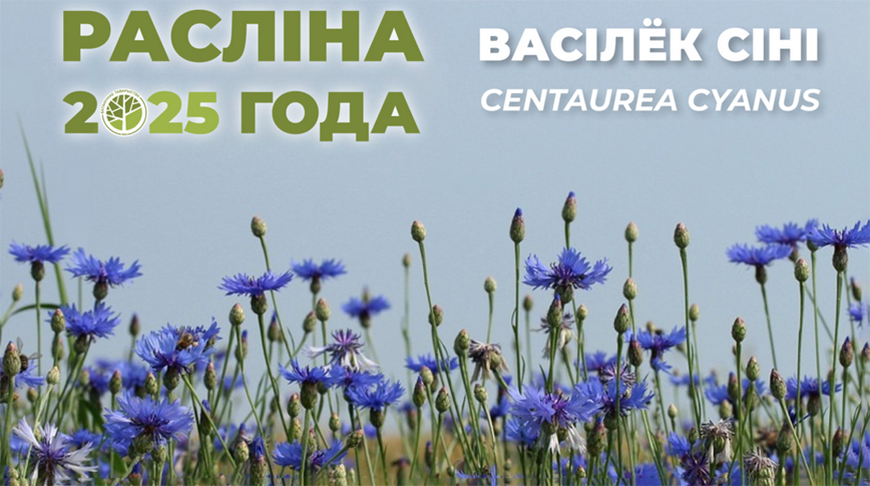 В Беларуси подвели итоги конкурса "Растение 2025 года" подвели итоги конкурса "Растение 2025 года"