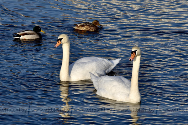 Витебск просыпается после зимы: весенние кадры от vitbichi.by