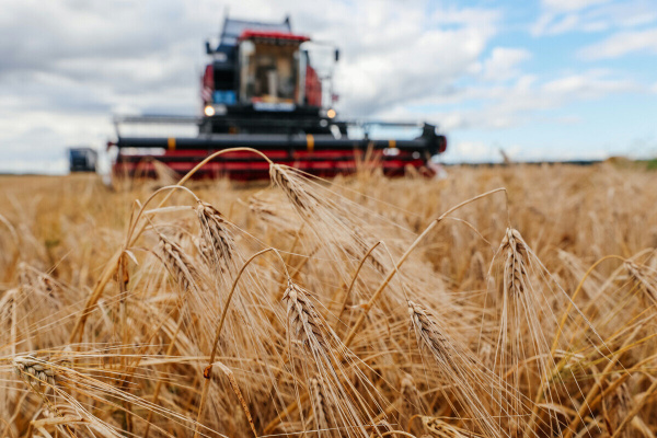Витебщина приступила к массовой уборке озимого ячменя