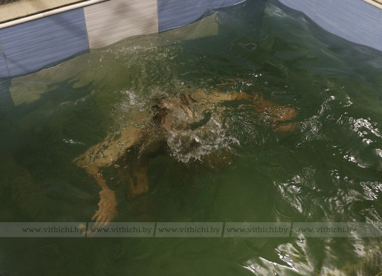 Основные правила безопасности при купании в проруби