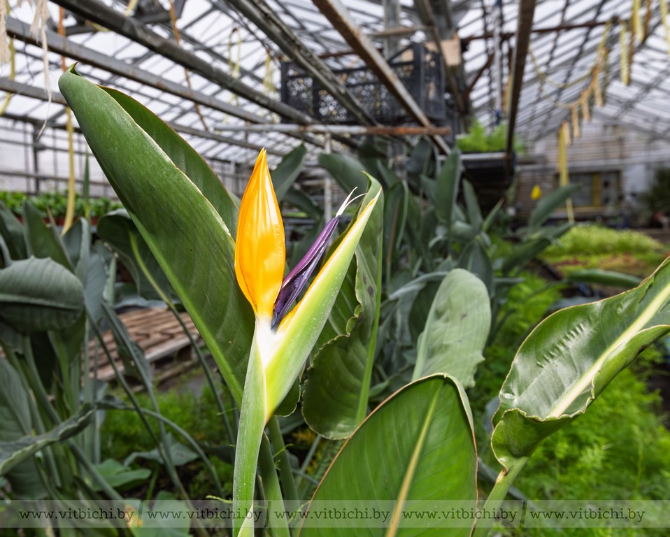 Необычный цветок «райская птица» станет украшением букетов – его выращивают в теплицах «Зеленстроя» в Витебске