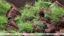 Единый день озеленения пройдет в Беларуси 6 апреля