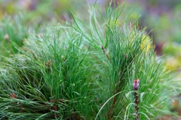 Акция "Дай лесу новае жыццё!" стартует в Беларуси 21 марта