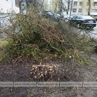 Самовольные вырубка и обрезка недопустимы: напоминание от Витебской инспекции природных ресурсов