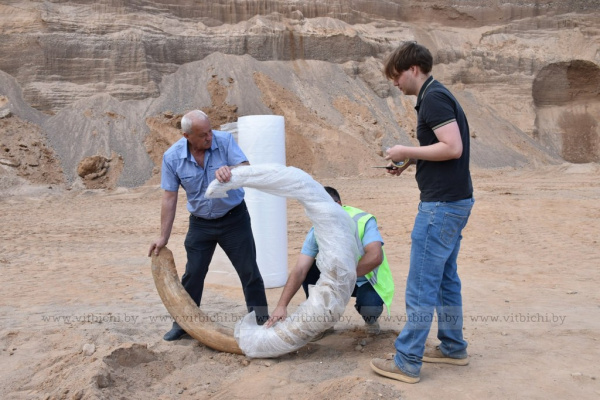 Сотрудники Национального исторического музея забрали в Минск в фонды бивень мамонта, найденного под Витебском